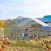 13 x 10 ft Large Metal Chicken Coop, Walk-in Poultry Cage Chicken Hen Run House with Waterproof Cover