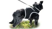 Waterproof Tracking Collars for Hunting Dogs Realtime GPS Pet Tracker Size:XXL