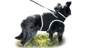 Rechargeable Mini GPS Realtime Pet Tracking Collars for Hunting Dogs Size:XS