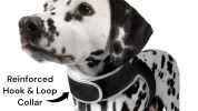 Hunting Made Easy w/ NEW Pet Tracker GPS Tracking Collars for Hunting Dogs Size:XS