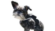 Rechargeable Mini GPS Realtime Pet Tracking Collars for Hunting Dogs Size:XS