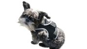 Rechargeable Pocket GPS GSM Tracking Collars for Hunting Dogs Realtime Size:XS